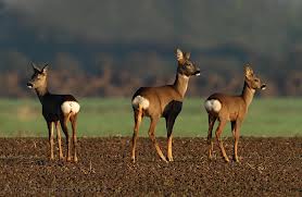roe deer