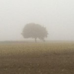 Oak in mist